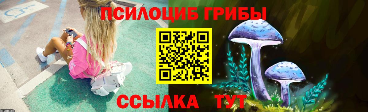 Псилоцибиновые грибы Psilocybe  Вход с VPN  Горно-Алтайск 